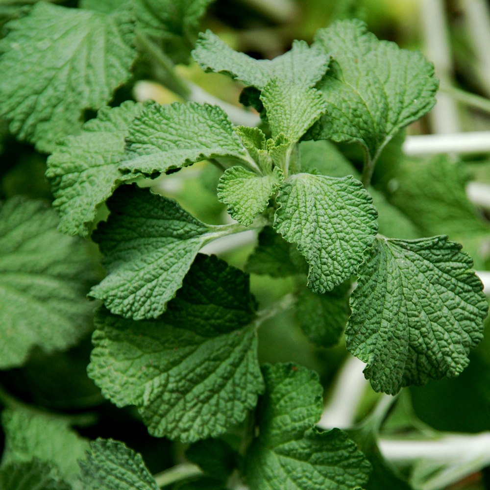 Close-up of fresh horehound leaves, an old-world herbal remedy plant